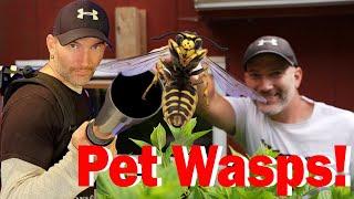 My New PET WASPS! Wasp Nest Relocation