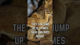  Meet the Klipspringer: The Rock-Hopping Marvel of Africa! ️