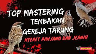 Masteran Burung Gereja Tarung nyeret Panjang Jernih dan 100% Ampuh !!! #cendet #muraibatu #cucakijo