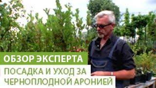 Посадка и уход за черноплодной аронией