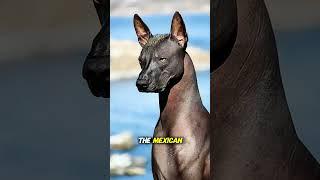 Weirdest Dog Breeds You’ve NEVER Seen! #facts #wildlife #animalfacts