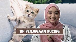 Tip Penjagaan Kucing