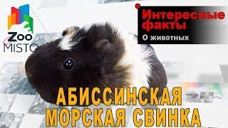 Абиссинская Морская Свинка - Интересные факты о породе