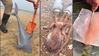 Catching seafood (amazing video clips)#27| minleo || seaAnimals ||