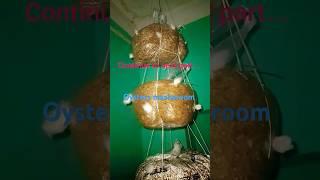 Oyster mushroom farming at home #full training video #vegitables