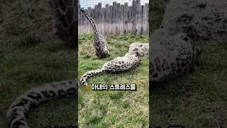 설표의 사랑