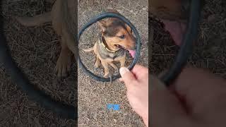 狗狗不愛戴相圈