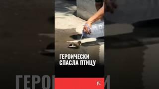 Спасли птицу от жары в Узбекистане #новостиузбекистана