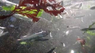 Sprat - Sprattus sprattus - Whitebait & mackerel rockpool Co.Antrim Summer 2017