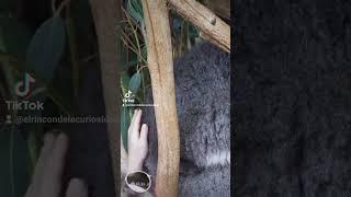 Dato curioso e interesante de koalas. #koala  #koalas #curiosidades #curioso #datoscuriosos #shorts