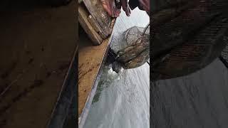 Amazing fishing in water