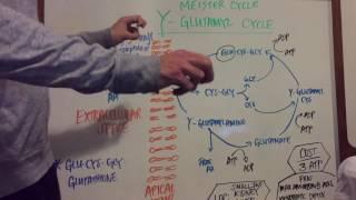 Gamma Glutamyl Pathway: Explained