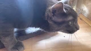 Cat coughs up hairball and farts really loud