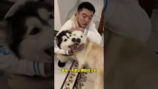 爹地不拆：攤上這麼個大哥真是八輩子修來的福氣 #哈士奇