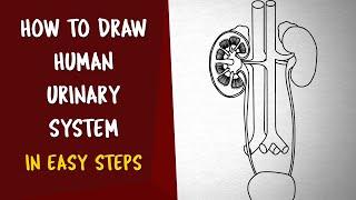 How To Draw Human Urinary System in Easy Steps | CBSE 11th class | NCERT class 11