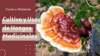 Cultivo y Usos de Hongos Medicinales :: Curso a Distancia