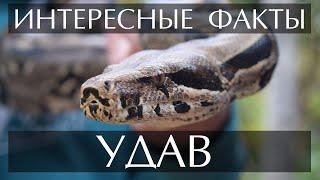 Удав - интересные факты