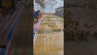#duck #farmer #duckfarming #factory #animals #shorts
