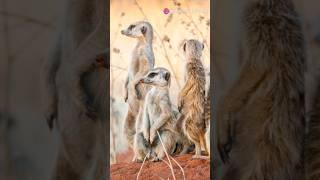 The Social Lives of Meerkats