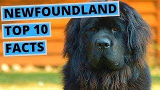 Newfoundland Dog - TOP 10 Interesting Facts