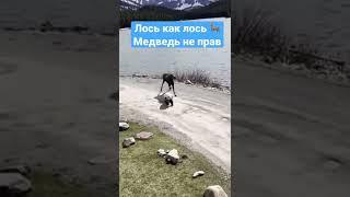 Как Лось Медведя Гонял