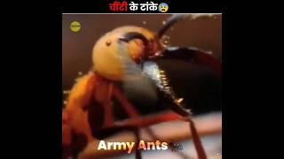 Army Ants As Stitches 