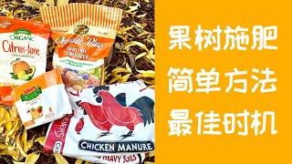 【果树施肥】最佳时机？｜怎样给果树施肥？｜树冠滴水线一次搞清｜果树有机肥料｜ Fertilizing Fruit Trees