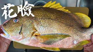 【此生必吃】海雞母笛鯛 太多人想蹭了 正式名稱是別種魚的俗名。