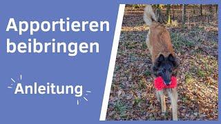 So klappt's auf jeden Fall  Hund Apportieren beibringen | inkl. Videoanalyse und Problemlösungen