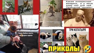 Три котатыря смотри смешные картинки мемы котики приколы  