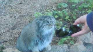 Very angry kitty at the Zoo.