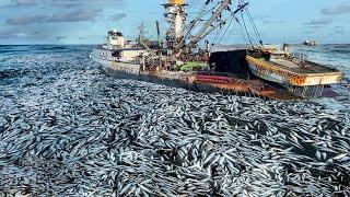 Fishermen catch billions of sardines like this, from the world's oldest sardine cannery
