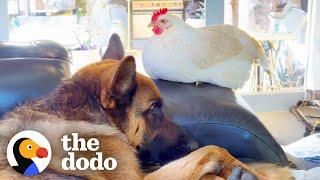 Fiancé Says No More Ducks So Naturally He Becomes A Duck Dad | The Dodo