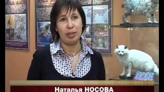 Год кота и кролика