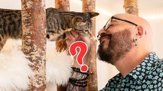 What are 7 Things Cats Go TOTALLY NUTS For? (You’ll Never Guess #4 -  It’s a WEIRD One)!