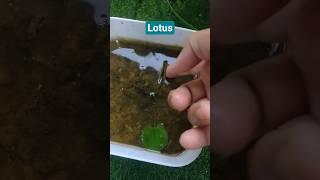 How to Grow lotus/ Water lily at home #lotus #shorts #gardening #waterlily
