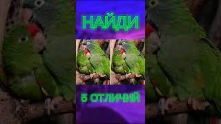 НАЙДИ ОТЛИЧИЯ! #shorts #отличие #загадка #логика