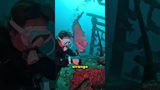 This Smiling Shark Gave the Diver a Scare 