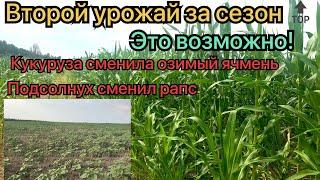 Второй урожай за сезон! Это возможно!Подсолнух и Кукуруза! Пшеница 15.08.21 ещё не убрана, почему???