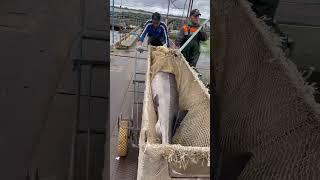 Белугафиш - осетровая ферма в Тверской области #shortvideo #белугафиш #осетроваяферма