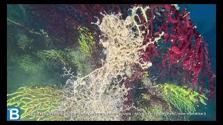 Basket Star on Savalia savaglia - Stella Gorgone su Savalia savaglia - Astrospartus mediterraneus