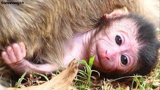 Welcome!! Newborn Baby Monkey today, baby very powerful,Samnnang kh D88