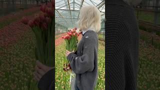 Сорт тюльпана Columbus #тюльпан #tulip #тюльпаны #цветы #flowers #garden