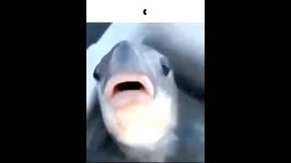 pog fish sus moment
