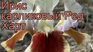 Ирис карликовый Ред Харт (iris pumila)  ирис Ред Харт обзор: как сажать рассада ириса Ред Харт