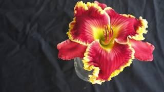 2020 DAYLILY INTRODUCTIONS