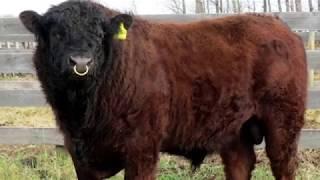 Galloway Beef Cattle | Adaptive Foragers