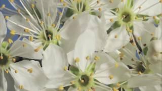 Blackthorn flowers opening time lapse