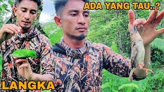 NIAT AMBIL CAMERA TRAP DIHUTAN MALAH DAPAT BANYAK BURUNG