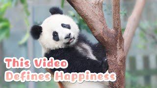 Watch Panda Videos Every Day, Keeps The Sorrow Away | iPanda